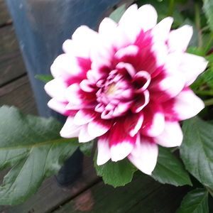 Meet your Posher, Malinda